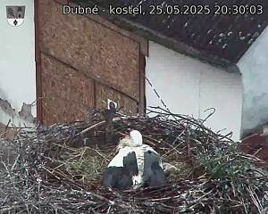 Capi_Dubne_20250525_203003.jpg (1350 x 1080)