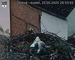 Capi_Dubne_20250525_205502.jpg