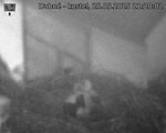 Capi_Dubne_20250525_212002.jpg