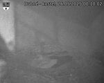 Capi_Dubne_20250526_001002.jpg