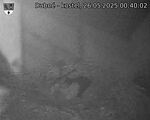 Capi_Dubne_20250526_004002.jpg