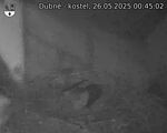 Capi_Dubne_20250526_004502.jpg