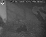 Capi_Dubne_20250526_012502.jpg
