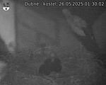 Capi_Dubne_20250526_013002.jpg