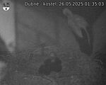 Capi_Dubne_20250526_013503.jpg