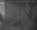 Capi_Dubne_20250526_014002.jpg