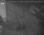 Capi_Dubne_20250526_014503.jpg