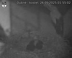 Capi_Dubne_20250526_015502.jpg