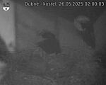 Capi_Dubne_20250526_020003.jpg