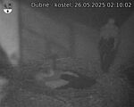 Capi_Dubne_20250526_021002.jpg