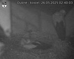 Capi_Dubne_20250526_024003.jpg