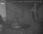 Capi_Dubne_20250526_024502.jpg