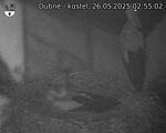 Capi_Dubne_20250526_025502.jpg