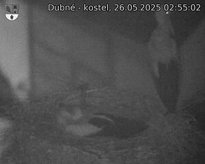 Capi_Dubne_20250526_025502.jpg (1350 x 1080)