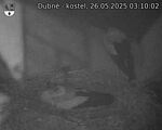 Capi_Dubne_20250526_031002.jpg