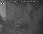 Capi_Dubne_20250526_034503.jpg