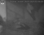 Capi_Dubne_20250526_035003.jpg