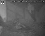 Capi_Dubne_20250526_035502.jpg