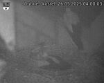 Capi_Dubne_20250526_040003.jpg