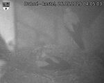 Capi_Dubne_20250526_040503.jpg