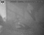 Capi_Dubne_20250526_041002.jpg