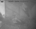 Capi_Dubne_20250526_041503.jpg