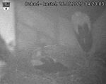 Capi_Dubne_20250526_042003.jpg