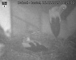 Capi_Dubne_20250526_042502.jpg