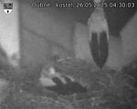 Capi_Dubne_20250526_043003.jpg