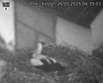 Capi_Dubne_20250526_043503.jpg