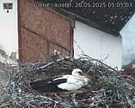 Capi_Dubne_20250526_050503.jpg