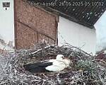 Capi_Dubne_20250526_051002.jpg