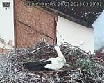 Capi_Dubne_20250526_052002.jpg