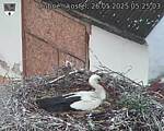 Capi_Dubne_20250526_052503.jpg