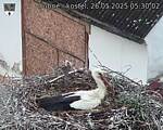 Capi_Dubne_20250526_053002.jpg