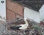 Capi_Dubne_20250526_053504.jpg