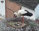 Capi_Dubne_20250526_054002.jpg
