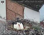 Capi_Dubne_20250526_054503.jpg