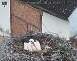 Capi_Dubne_20250526_055004.jpg