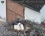 Capi_Dubne_20250526_055502.jpg