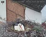 Capi_Dubne_20250526_060004.jpg