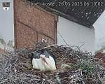 Capi_Dubne_20250526_061002.jpg