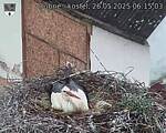 Capi_Dubne_20250526_061504.jpg