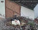 Capi_Dubne_20250526_062003.jpg