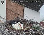 Capi_Dubne_20250526_062503.jpg