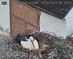Capi_Dubne_20250526_063003.jpg