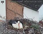 Capi_Dubne_20250526_063503.jpg