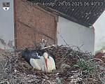 Capi_Dubne_20250526_064003.jpg