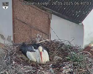 Capi_Dubne_20250526_064003.jpg (1350 x 1080)