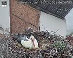 Capi_Dubne_20250526_065003.jpg